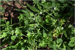 Polycarpon prostratum